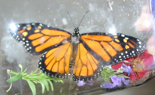 [080918Butterfly Go 013[3].jpg]