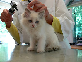 Cat Diseases Cat Diseases