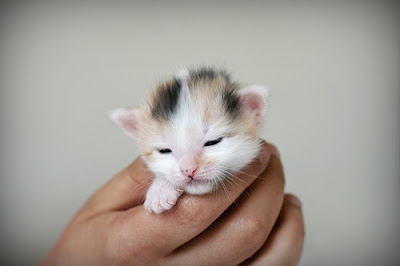newborn kitten