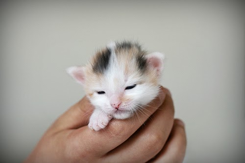 Cute Cat Videos Cute Cat Videos