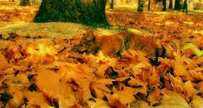 warrior-cat-in-leaves
