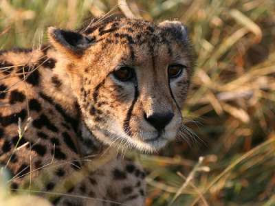 King Cheetah Pictures are popular because this is a very rare wild cat.