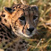 King Cheetah Pictures