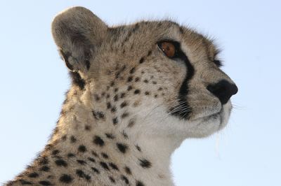 some cheetah facts