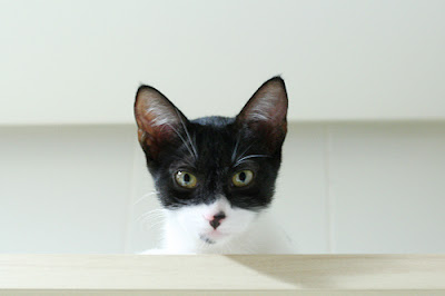black and white cat