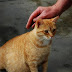 Cat Heat behavior