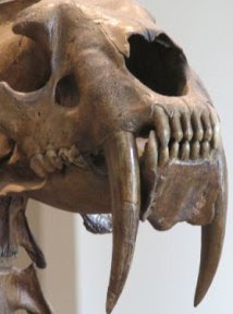 Saber tooth tiger skull