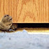 A cat behavior issue
