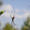 St Andrew's Cross spider