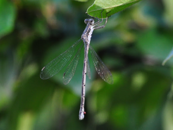 Spotting Image 1