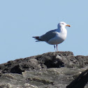 American Herring Gull