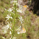 Small Heath
