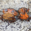 crab