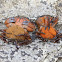 crab