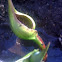 skunk cabbage