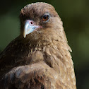 Chimango Caracara