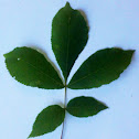 Bitternut Hickory