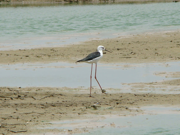Spotting Image 1