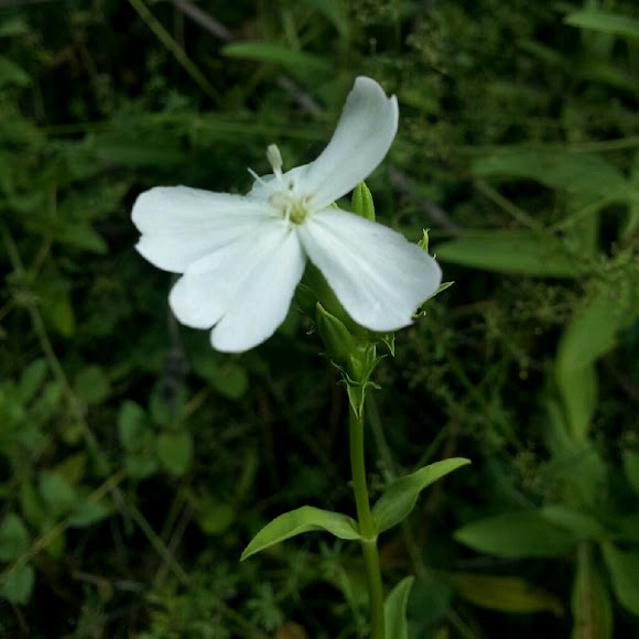 Spotting Image 1