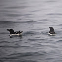 Razorbill