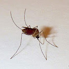 Mosquito (Female)
