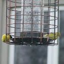 Yellow-Fronted Canary