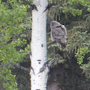 Great Grey Owl