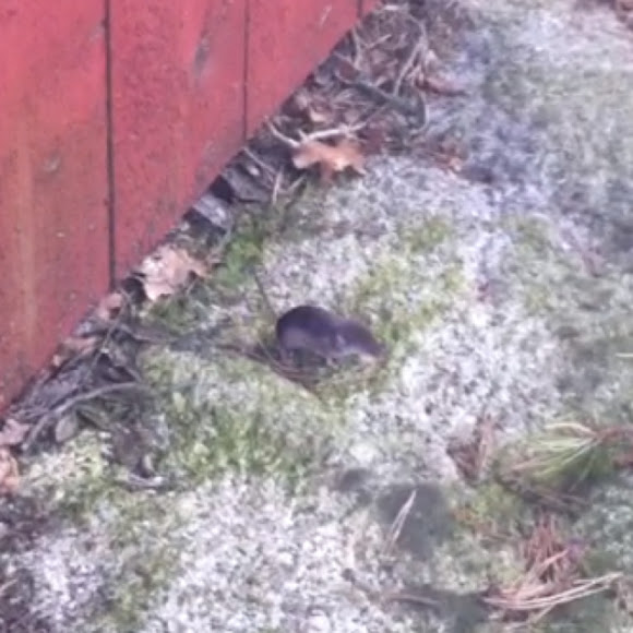 Spotting Image 1