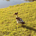 Domestic Crested Duck