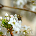 Honey Bee