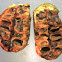 Gall dissection