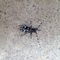 Asian Long-Horned Beetle of Ohio - Invasive Species 