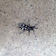 Asian long-horned beetle