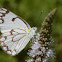 Africa Brown-veined White