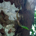 Philippine Spotted-Green Tree Skink