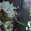 Philippine Spotted-Green Tree Skink