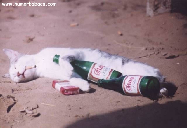 [gatinho chapadão[3].jpg]