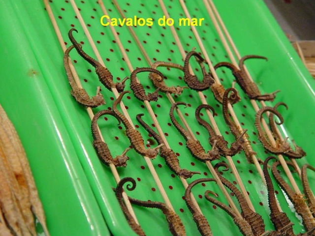 [Lanchinho8cavalomarinho4.jpg]