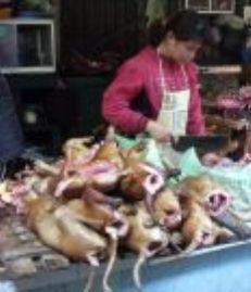 [Lanchinhovicerasdecachorro13.jpg]
