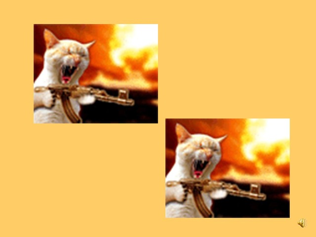 [gatinhojpeg3.jpg]