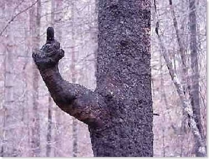 ÁrvoreDando dedo