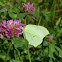 Common Brimstone