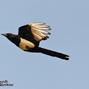 Common Magpie