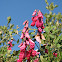 Chaparral Pea on Scrub Oak