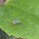 Long-legged fly