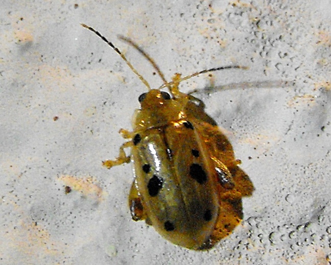 Flea Beetle
