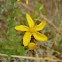 St John's wort