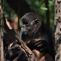 spider monkey
