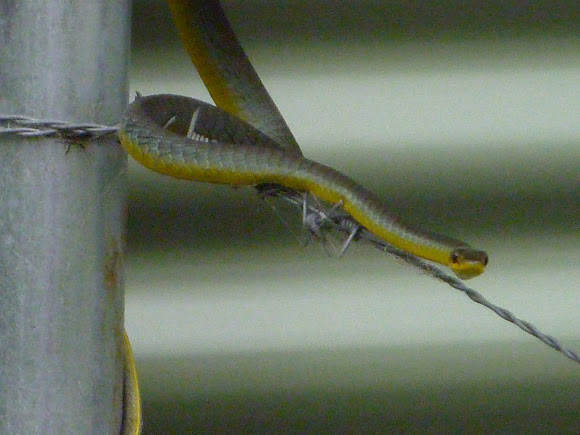 Spotting Image 1