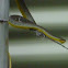 Common Tree Snake